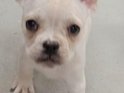 French Bulldog puppies in Kilkenny
