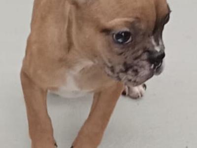 French Bulldog puppies in Kilkenny