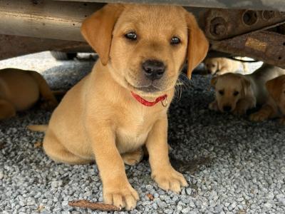 Adorable IKC Registered(pending) Labrador Fox Red and Golden puppies in Roscommon