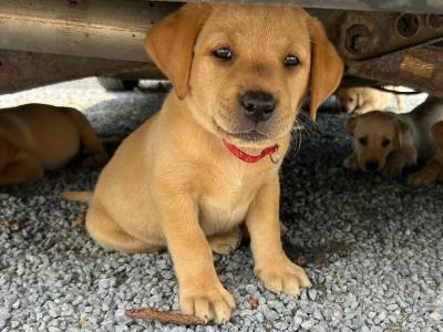 Adorable IKC Registered(pending) Labrador Fox Red and Golden puppies in Roscommon