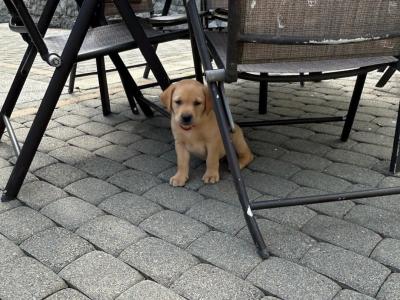 Adorable IKC Registered(pending) Labrador Fox Red and Golden puppies in Roscommon