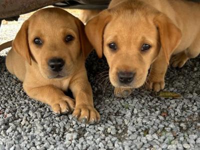 Adorable IKC Registered(pending) Labrador Fox Red and Golden puppies in Roscommon