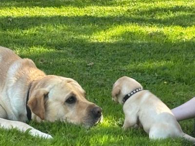 Adorable IKC Registered(pending) Labrador Fox Red and Golden puppies in Roscommon