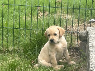 Adorable IKC Registered(pending) Labrador Fox Red and Golden puppies in Roscommon