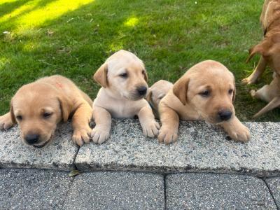 Adorable IKC Registered(pending) Labrador Fox Red and Golden puppies in Roscommon
