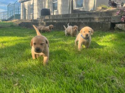 Adorable IKC Registered(pending) Labrador Fox Red and Golden puppies in Roscommon