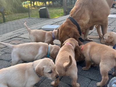Adorable IKC Registered(pending) Labrador Fox Red and Golden puppies in Roscommon