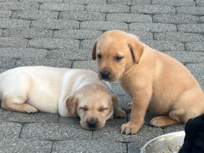 Adorable IKC Registered(pending) Labrador Fox Red and Golden puppies in Roscommon