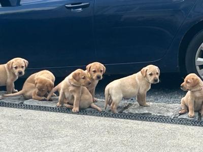 Adorable IKC Registered(pending) Labrador Fox Red and Golden puppies in Roscommon