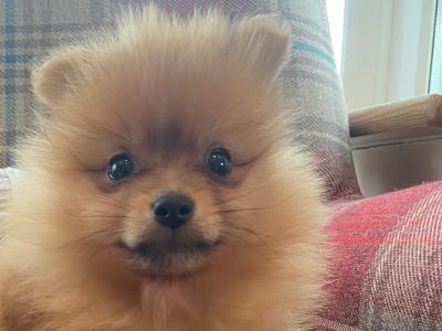 Pomeranian puppies