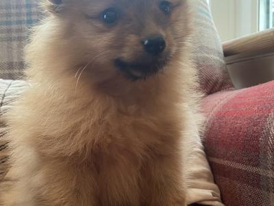 Pomeranian puppies