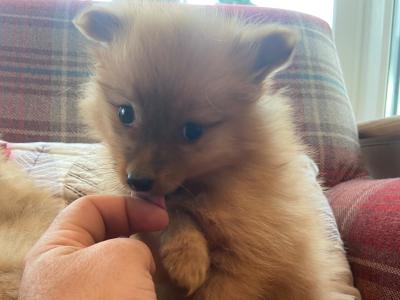 Pomeranian puppies