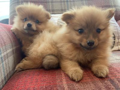 Pomeranian puppies