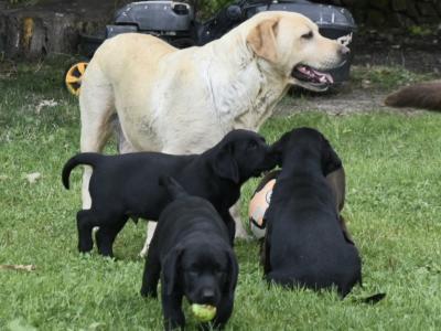 Adorable Chunky Black and Chocolate purebred IKC Registered(pending) Labrador puppies in Waterford