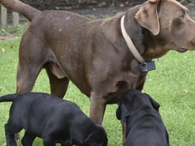 Adorable Chunky Black and Chocolate purebred IKC Registered(pending) Labrador puppies in Waterford