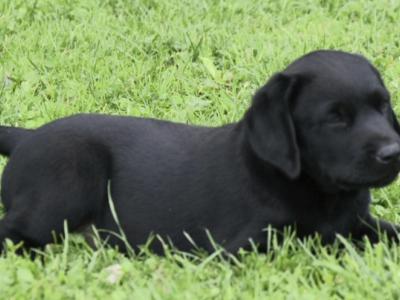 Adorable Chunky Black and Chocolate purebred IKC Registered(pending) Labrador puppies in Waterford