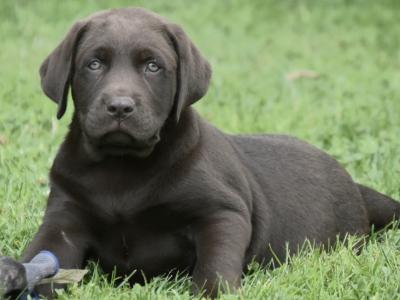 Adorable Chunky Black and Chocolate purebred IKC Registered(pending) Labrador puppies in Waterford