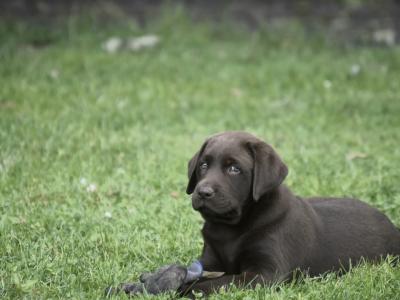 Adorable Chunky Black and Chocolate purebred IKC Registered(pending) Labrador puppies in Waterford