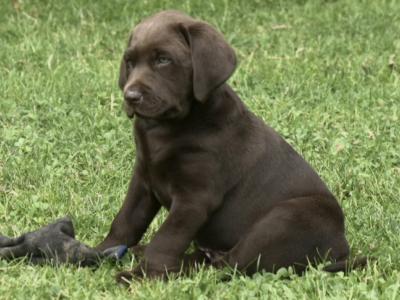 Adorable Chunky Black and Chocolate purebred IKC Registered(pending) Labrador puppies in Waterford