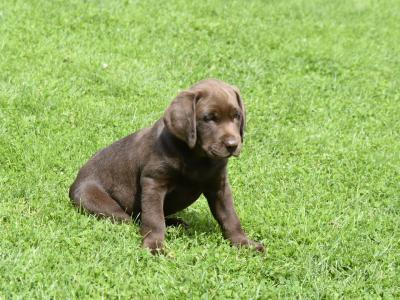 Adorable Chunky Black and Chocolate purebred IKC Registered(pending) Labrador puppies in Waterford