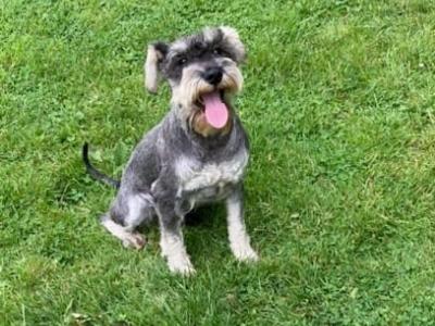 Purebred miniature Schnauzer puppies in Kilkenny