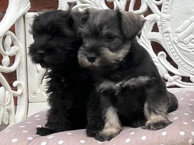 Purebred miniature Schnauzer puppies in Kilkenny