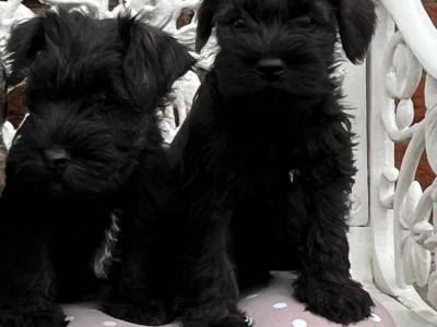 Purebred miniature Schnauzer puppies in Kilkenny