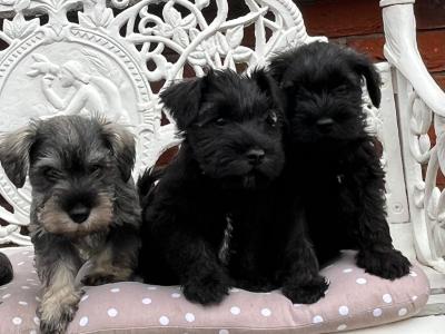 Purebred miniature Schnauzer puppies in Kilkenny