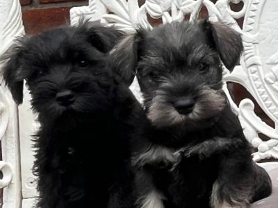 Purebred miniature Schnauzer puppies in Kilkenny