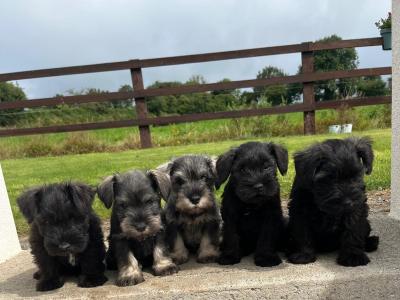 Purebred miniature Schnauzer puppies in Kilkenny