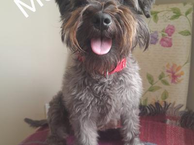 Purebred miniature Schnauzer puppies in Kilkenny