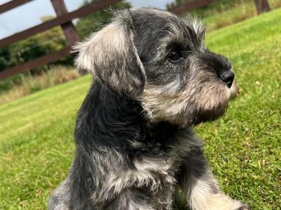 Purebred miniature Schnauzer puppies in Kilkenny
