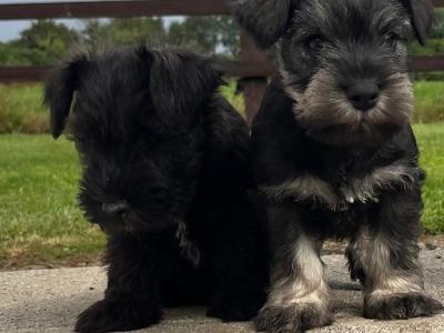Purebred miniature Schnauzer puppies in Kilkenny