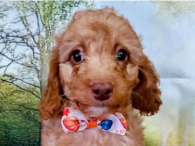 Beautiful Litter of Cavapoo puppies in Kilkenny