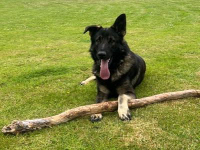 Czech/Slovak Working Line German Shepherd dog for Stud