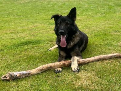 Czech/Slovak Working Line German Shepherd dog for Stud