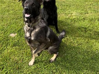 Czech/Slovak Working Line German Shepherd dog for Stud