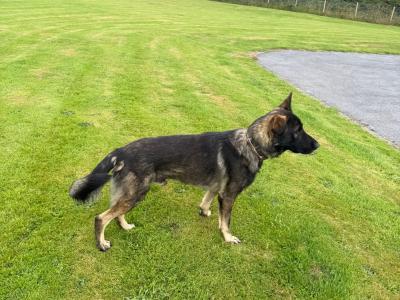 Czech/Slovak Working Line German Shepherd dog for Stud
