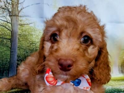 Beautiful Litter of Cavapoo puppies in Kilkenny