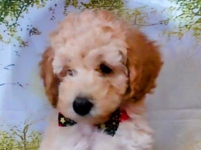 Beautiful Litter of Cavapoo puppies in Kilkenny