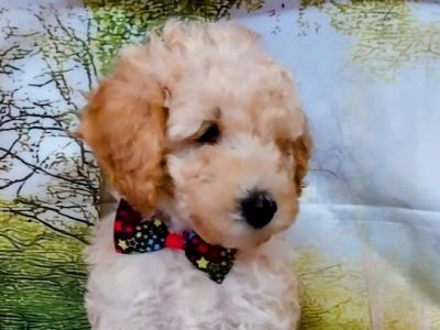 Beautiful Litter of Cavapoo puppies in Kilkenny