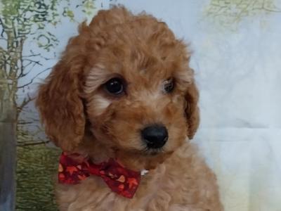 Beautiful Litter of Cavapoo puppies in Kilkenny
