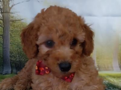 Beautiful Litter of Cavapoo puppies in Kilkenny
