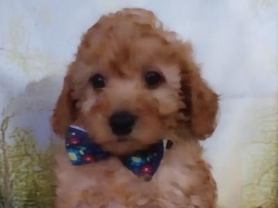 Beautiful Litter of Cavapoo puppies in Kilkenny