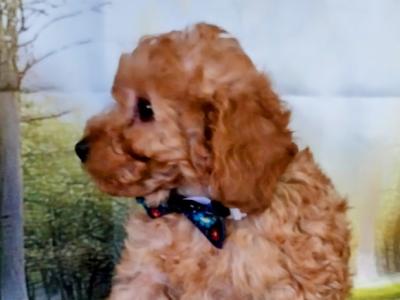 Beautiful Litter of Cavapoo puppies in Kilkenny