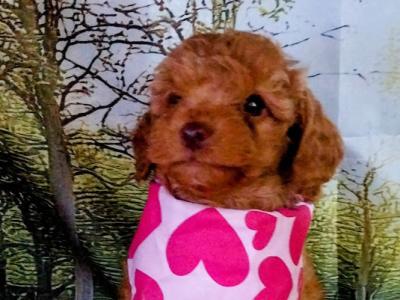 Beautiful Litter of Cavapoo puppies in Kilkenny
