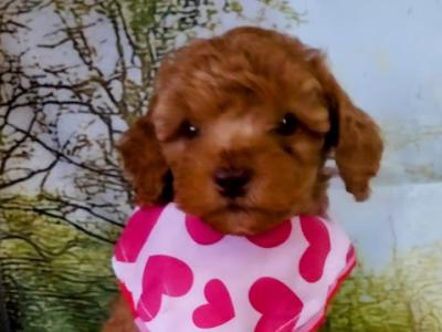 Beautiful Litter of Cavapoo puppies in Kilkenny