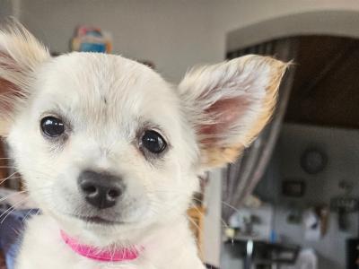 Female Chihuahua puppy 3 months old for sale in Westmeath