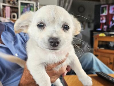 Female Chihuahua puppy 3 months old for sale in Westmeath