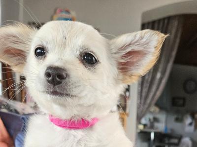 Female Chihuahua puppy 3 months old for sale in Westmeath